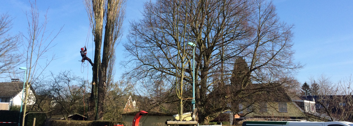 elagage arbre
