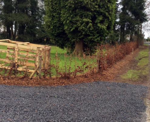 plantation haie